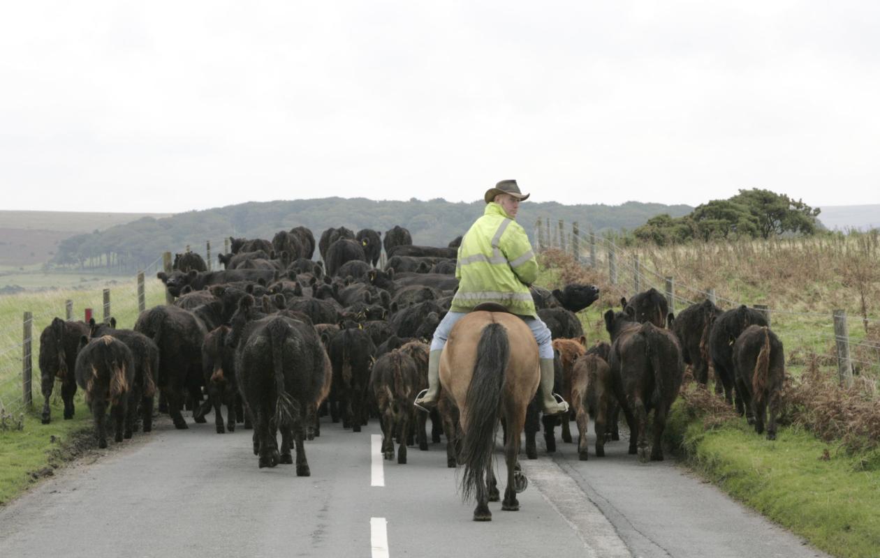 Greenwell Cattle Being Herded
