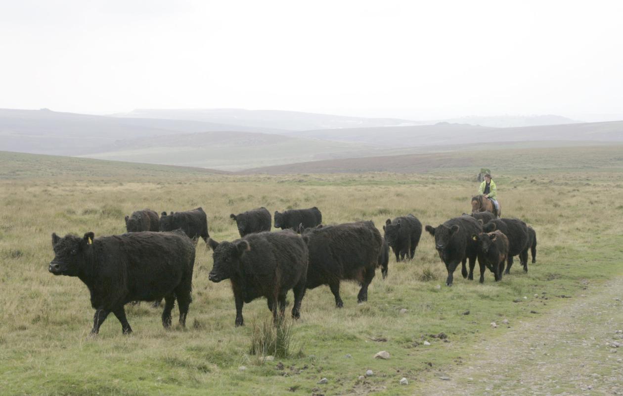 Greenwell Cattle Being Herded