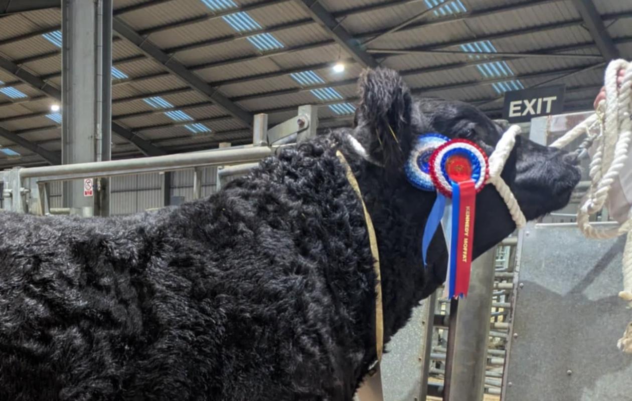 Galloway cattle 