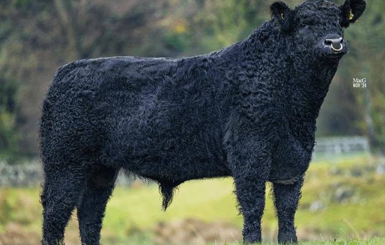 Blackcraig EEJIT Very exciting Galloway available NOW in the UK and for Export!