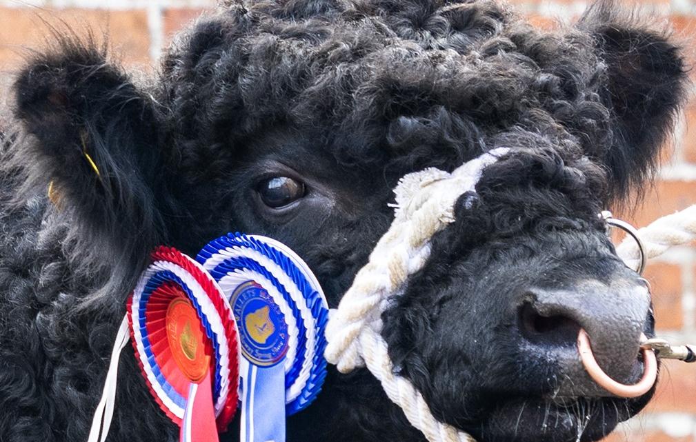 Castle Douglas Spring show and sale Cataglogue 