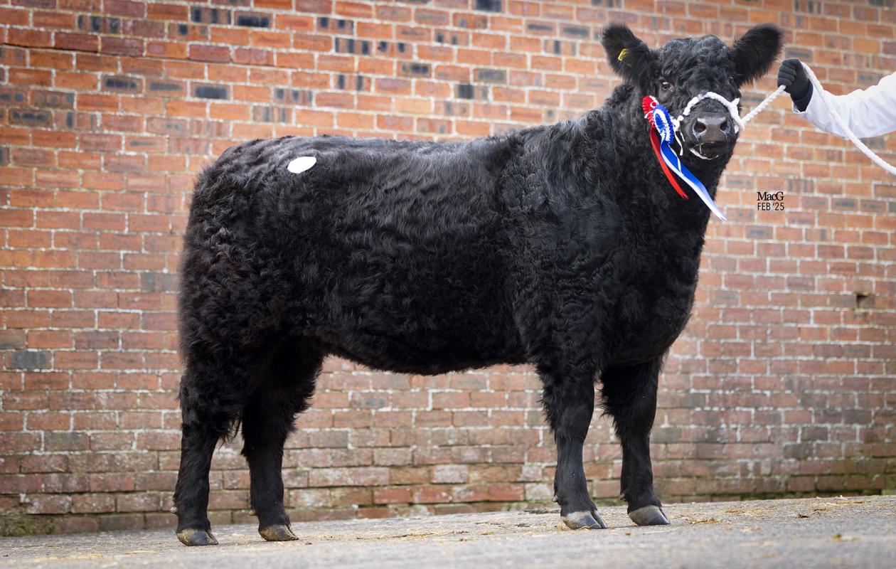 Brownie 11th of Fingland