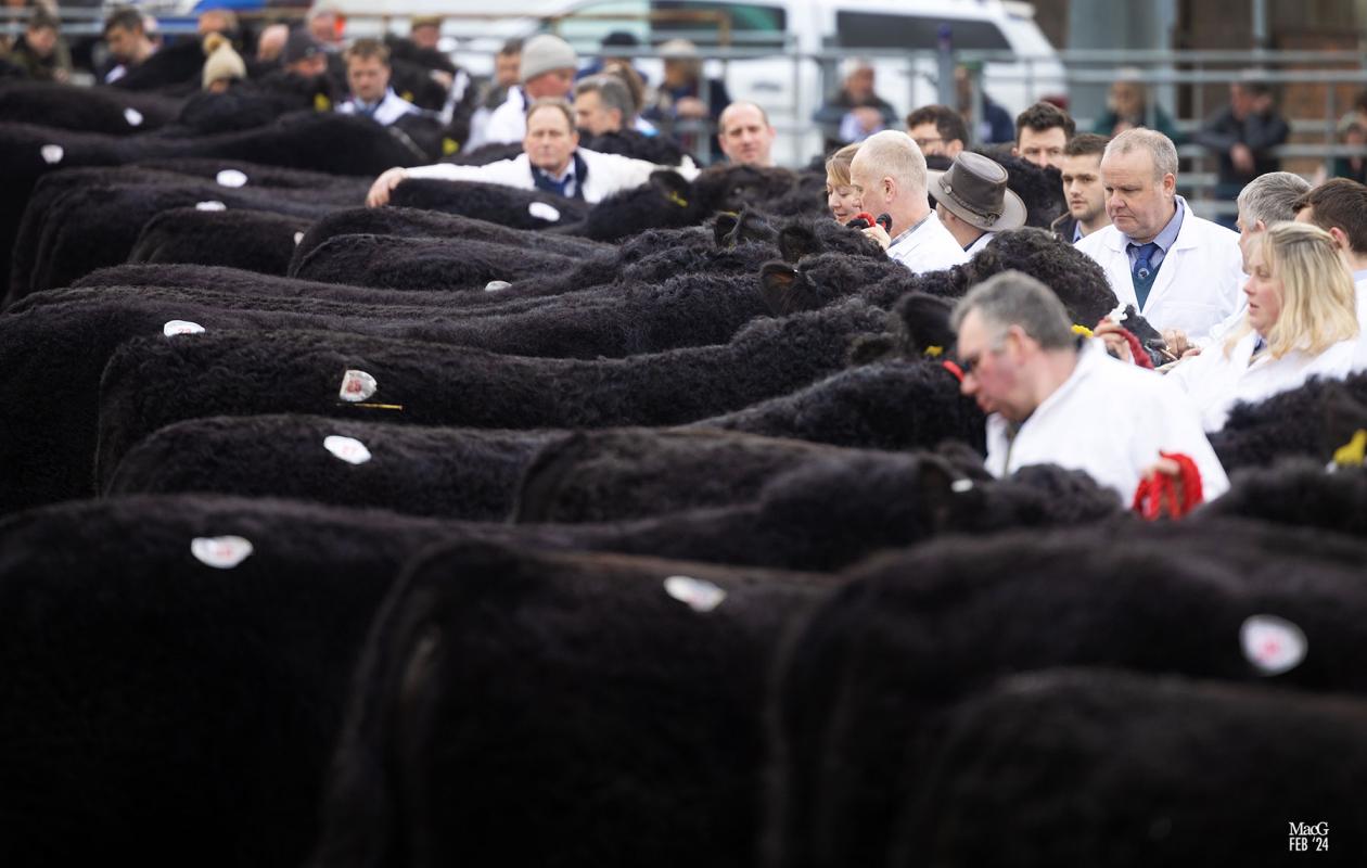 Galloway show and sale