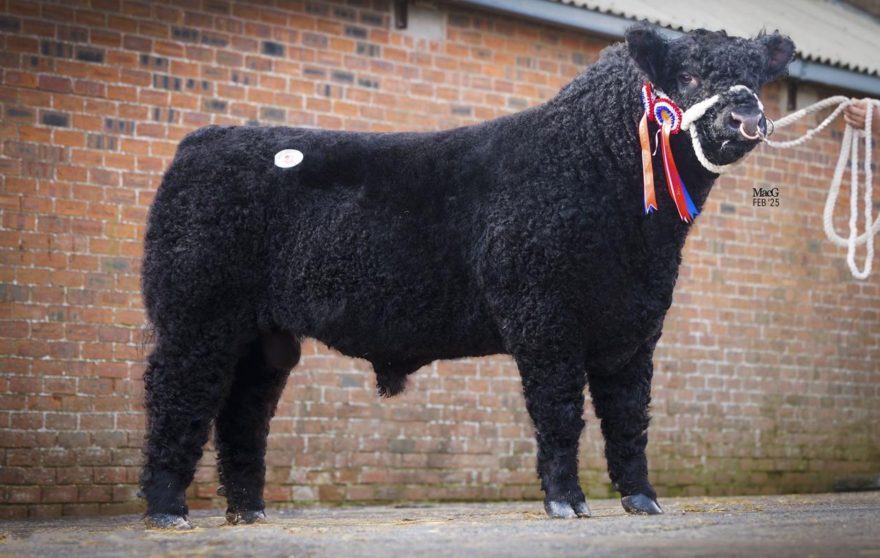 Swagger of Glenrath -Male Champion and new world record price