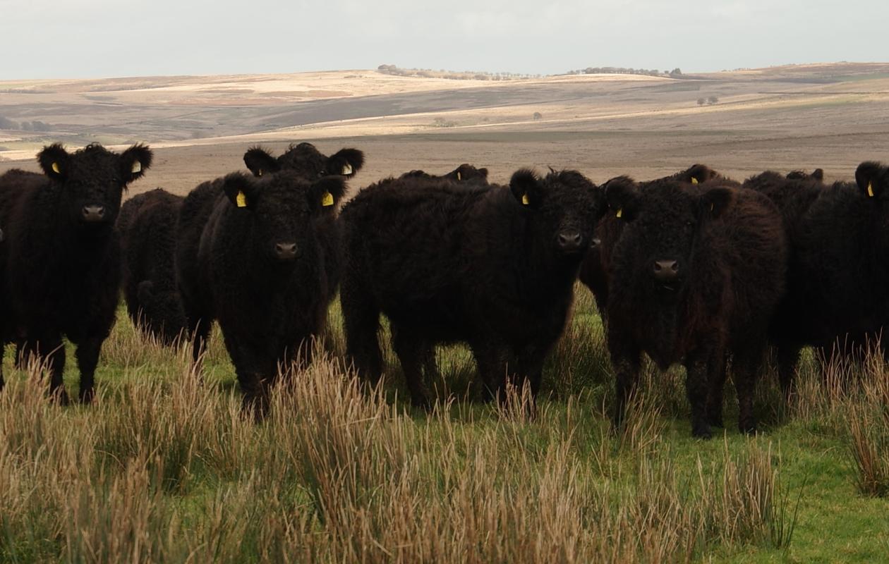 Cow at Exmoor