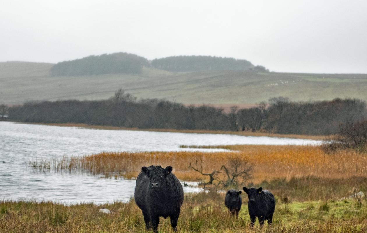 Hotbank Galloways 1