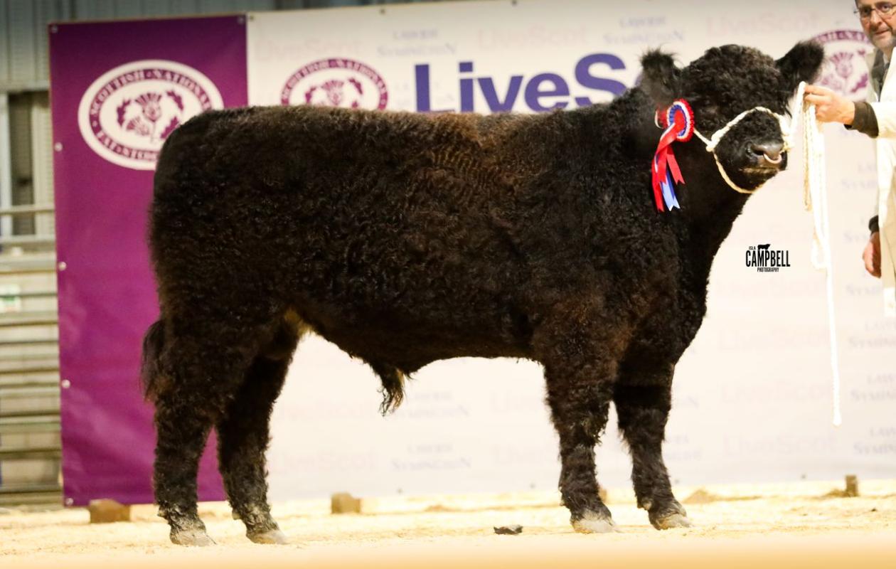 I Spy of Over Barskeoch Champion Calf at Livescot 