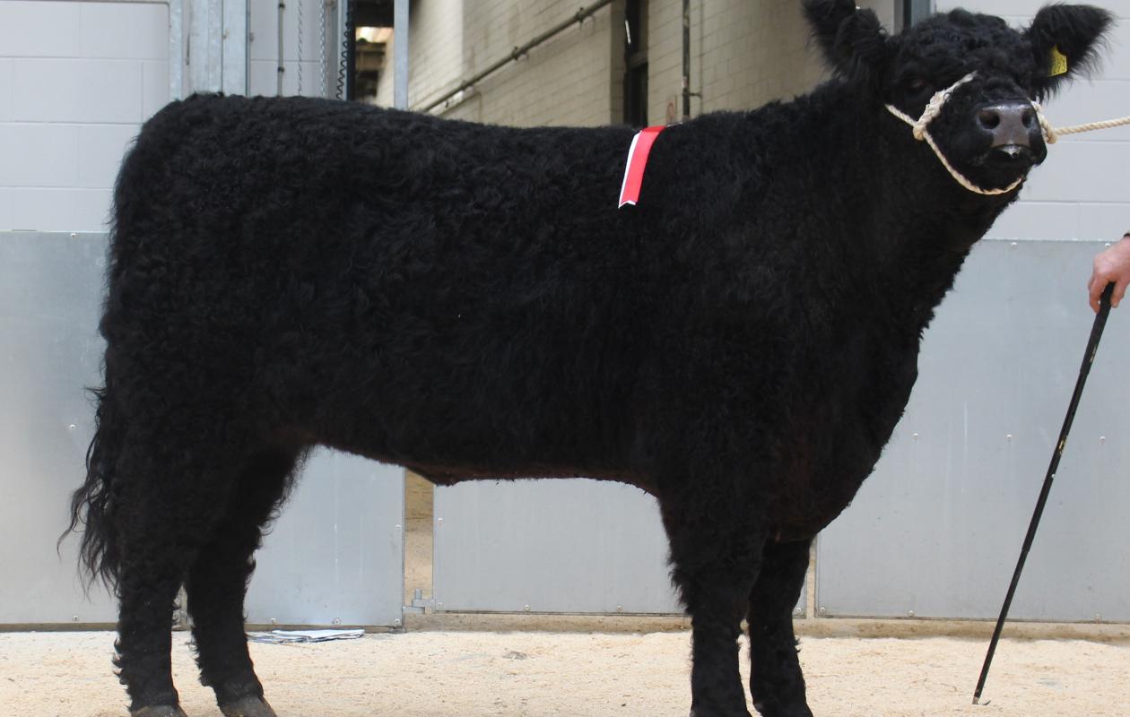 Barlaes Katie 110th Champion at 2025 spring show and sale 