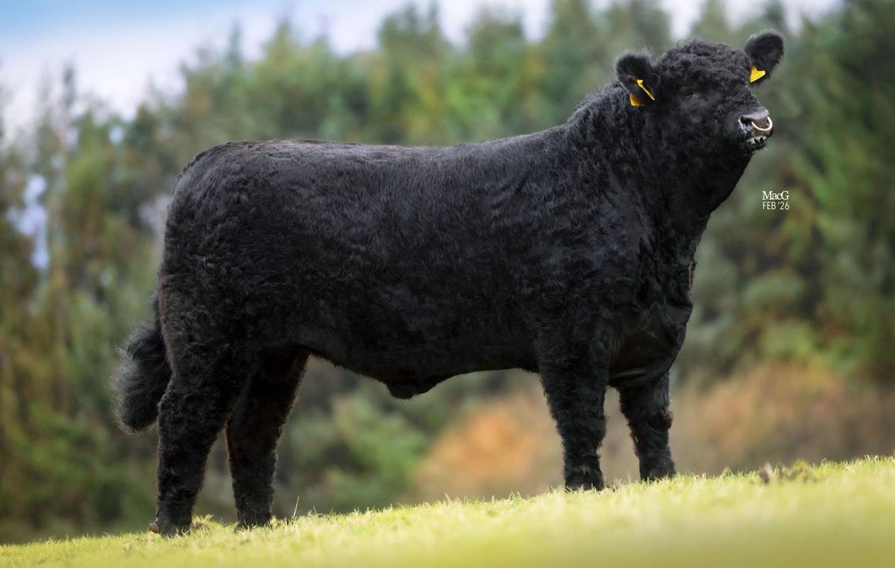 Blackcraig Gaffer 22k 