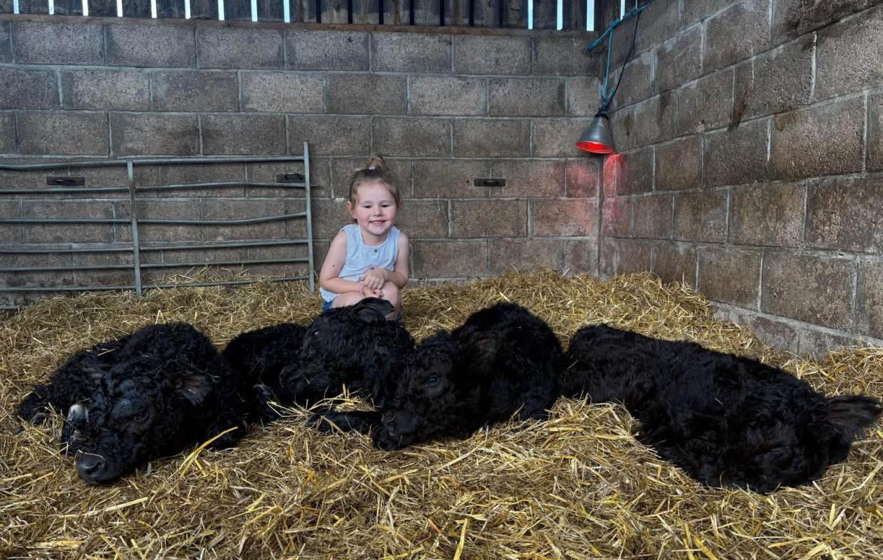 Bonnie with calves
