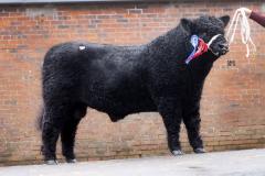 Bull at event