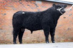 Bull at event
