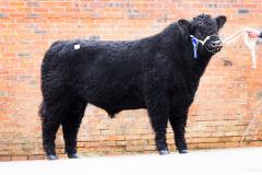 Bull at event