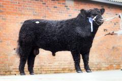 Bull at event