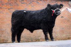 Bull at event