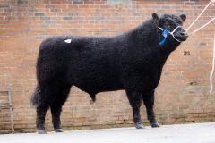 Bull at event