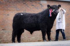 Bull at event