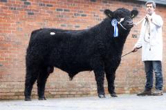 Bull at event