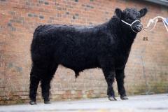 Bull at event