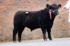 Bull at event
