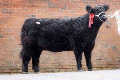 Bull at event