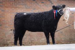 Bull at event