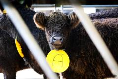 Calf in pen