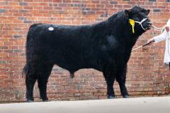 Castle Douglas 2023 Spring Show and Sale