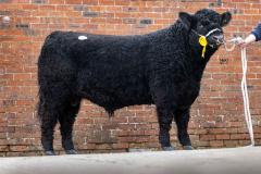 Castle Douglas 2023 Spring Show and Sale