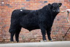 Castle Douglas 2023 Spring Show and Sale