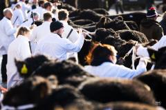 Castle Douglas 2023 Spring Show and Sale