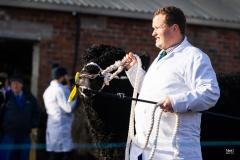 Castle Douglas 2023 Spring Show and Sale