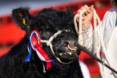 Castle Douglas 2023 Spring Show and Sale
