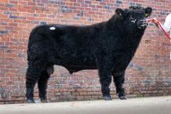 Castle Douglas 2023 Spring Show and Sale