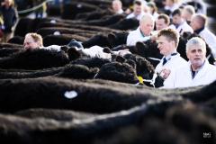 Castle Douglas 2023 Spring Show and Sale