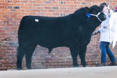 Castle Douglas 2023 Spring Show and Sale
