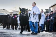 Castle Douglas 2023 Spring Show and Sale