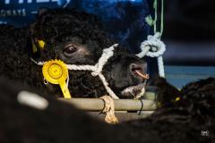 Castle Douglas 2023 Spring Show and Sale