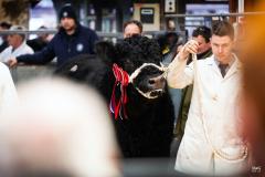Castle Douglas 2023 Spring Show and Sale