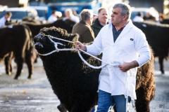 Castle Douglas 2023 Spring Show and Sale