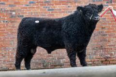 Castle Douglas 2023 Spring Show and Sale