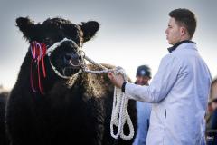 Castle Douglas 2023 Spring Show and Sale