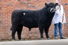 Castle Douglas 2023 Spring Show and Sale