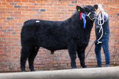 Castle Douglas 2023 Spring Show and Sale