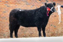 Castle Douglas 2023 Spring Show and Sale