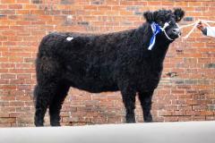 Castle Douglas 2023 Spring Show and Sale