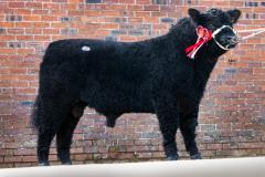 Castle Douglas 2023 Spring Show and Sale