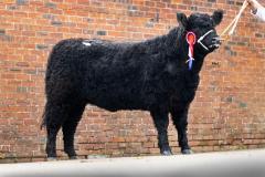 Castle Douglas 2023 Spring Show and Sale