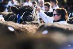 Castle Douglas 2023 Spring Show and Sale