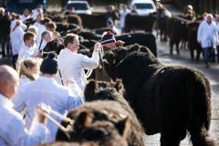 Castle Douglas 2023 Spring Show and Sale